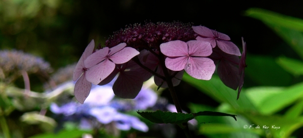 Bois des Moutiers  (69) Summer 2012